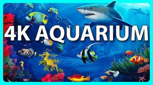 The Best 4K Aquarium for Relaxation Relaxing Oceanscapes Sleep Meditation 4K UHD Screensaver