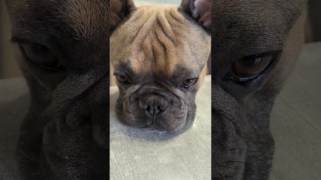 Выпрашивание еды без смс и регистрации #французскийбульдог #голоднаясобака #попрошайка смотреть онлайн