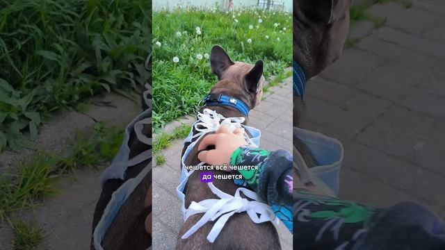 Очень ему не нравится гулять в этой попоне #французскийбульдог #бульдог #французик смотреть онлайн