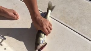 Троллинг судака на Волге. Нормальные пацаны ловят без подсака :) Поймал-отпусти