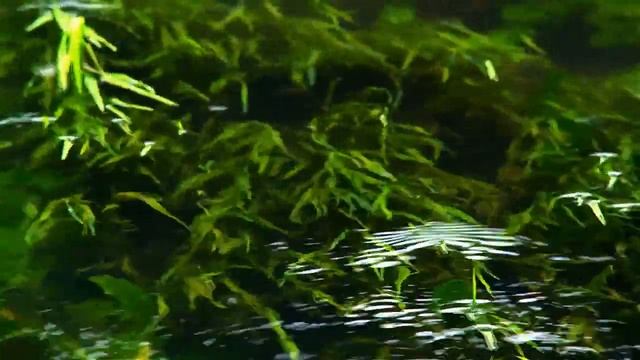 Alan Watts - Behind the Eyes смотреть онлайн