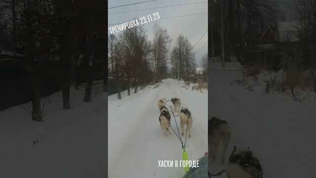 Тренировка Хаски по первому снегу. Дом Хаски Сергиев Посад