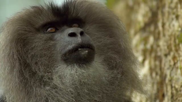 Западные Гаты - Планета мутантов. смотреть онлайн