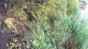 Охота на боровую дичь. Сезон 2021