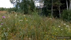 Лес подарил мне Поляну Грибов , ура я их дождалась , тихая охота