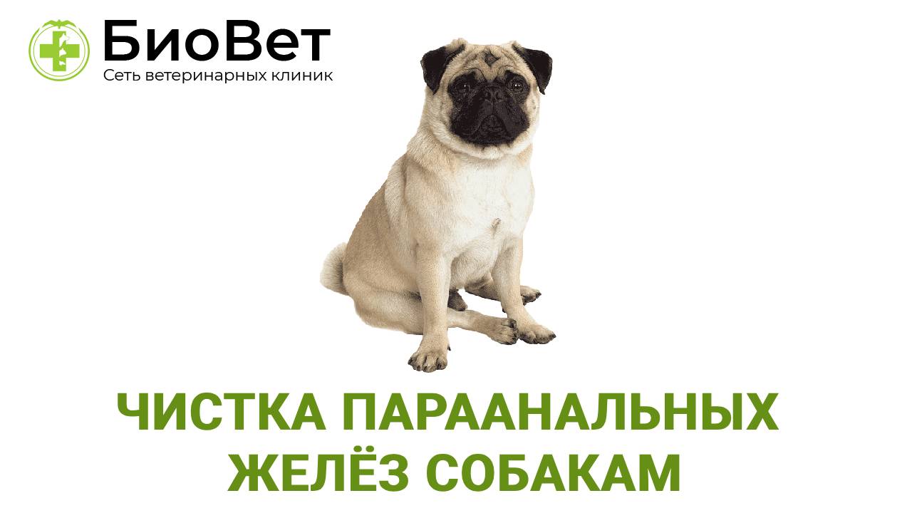 Чистка параанальных желез собаке