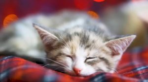 Наши милые котики, 1. Няшный пушистик