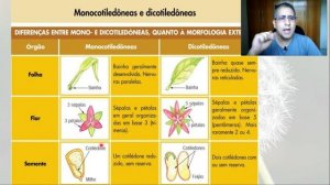 Aula de Monocotiledôneas e Eudicotiledôneas (Diferenças) - Prof. Felipe Almeida