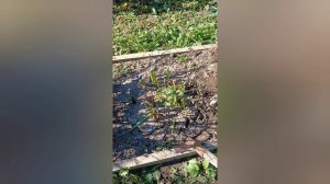 Вся осенняя уборка гладиолусов в 1 коротком видео