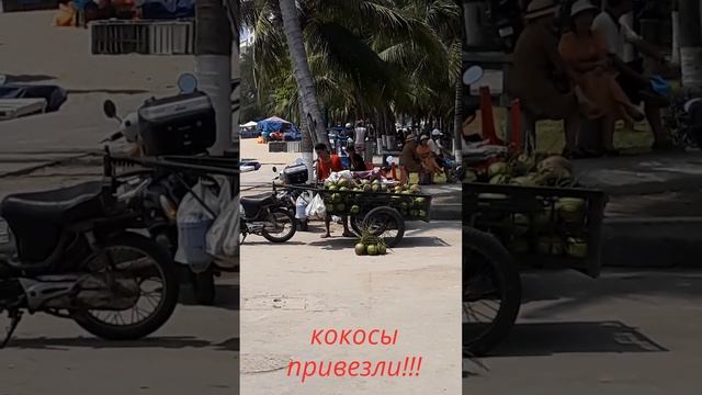 Кокосы привезли!