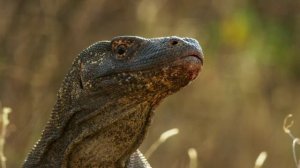 Остров Комодо в Индонезии – это обитель варанов.