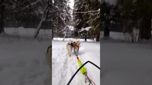 Как мы тренируем своих Хаски #гонкинасобачьихупряжках