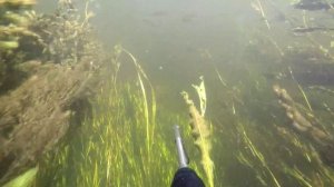Красивый подводный мир раскатов Волги