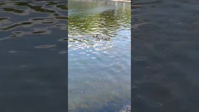 Уточка с маленькими утятами.