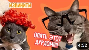 ЕСЛИ БЫ КОТИКИ ХОДИЛИ В ШКОЛУ - ОПЯТЬ НА УЧЕБУ! (@kotiynet)