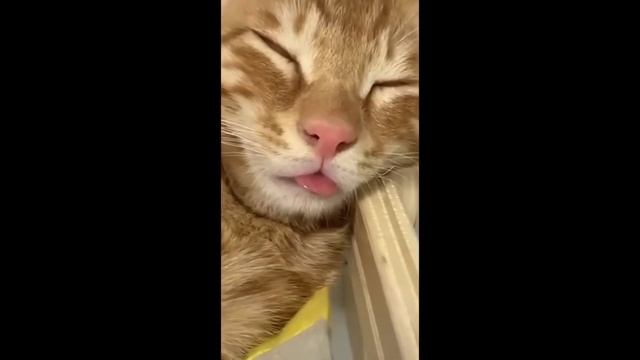Приколы недели #24.34 Забавные животные