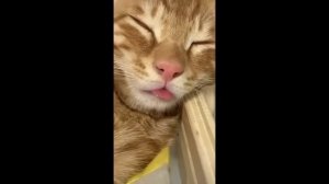 Приколы недели #24.34 Забавные животные