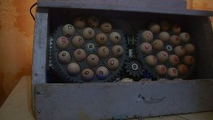 Вертикальная конструкция инкубатора.mp4