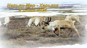 04.06.2024 Северные олени на трассе Нарьян-Мар - Харьяга - Усинск.