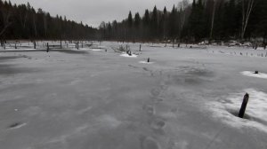 Первый лёд. Рыбалка на лесном пруду.