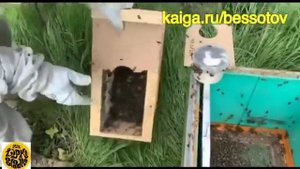 Заселяем бессотовый пчелопакет в улей