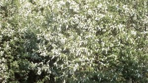 Распустилась черёмуха