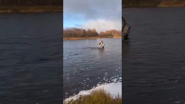 Хочется уже снова - аж всё горит внутри  #нахлыст #flyfishing #рыбалка #поймалотпустил