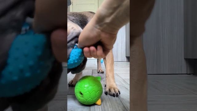 У меня жадная собака #французскийбульдог #догвлог #бульдог смотреть онлайн