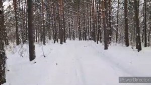 ПОШЛА ЗА ГРИБАМИ/Лес , Природа , Свежий Воздух