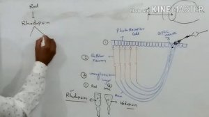 Mechanism of vision|| neural control and coordination - 8||