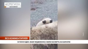 ОСТАЛСЯ ОДИН. МАМУ МЕДВЕЖОНКА СБИЛИ НАСМЕРТЬ НА КАМЧАТКЕ • БЕЗ КОММЕНТАРИЕВ