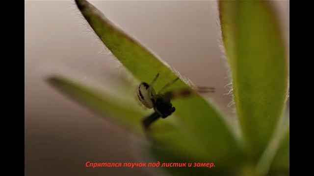 ПАУК БОКОХОД