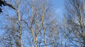 Любительская охота на соболя с лайкой 2019.