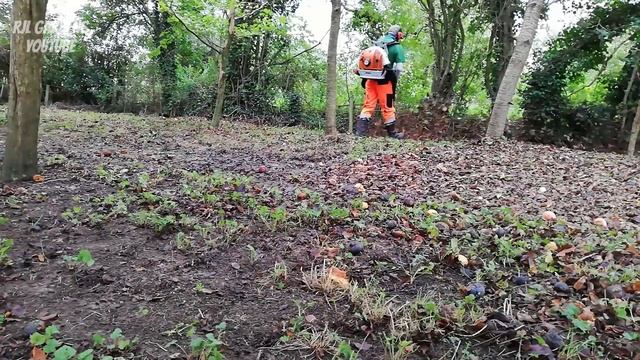 LEAF CLEARING with a Stihl BR 600 BACKPACK LEAF BLOWER смотреть онлайн