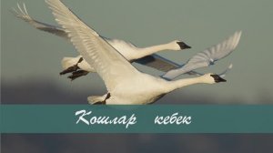 Кошлар кебек. Татар халык жыры. Жырнын сузлэре видео астында.