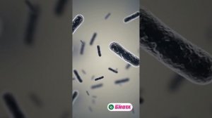 Какие полезные вещества есть в Бифилакте «Биота» кроме самих бифидо и лактобактерий_