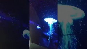 Advertising LG TV in Guangzhou. Реклама LG телевизора