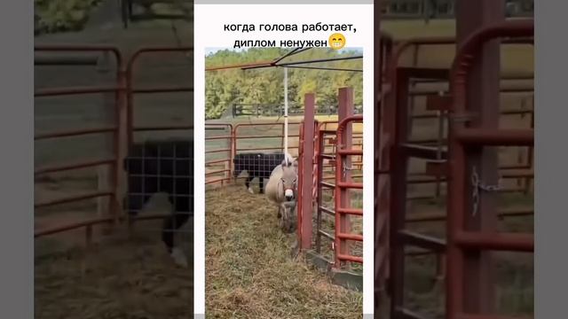 Когда голова работает - диплом не нужен 😆