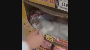 Попробуй не засмеяться, удивительно смешные кошечки и собачки, часть 21