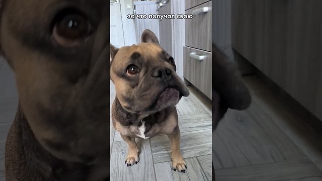 По вашим заявкам еще кусочек ему #голоднаясобака #французскийбульдог #бульдог смотреть онлайн