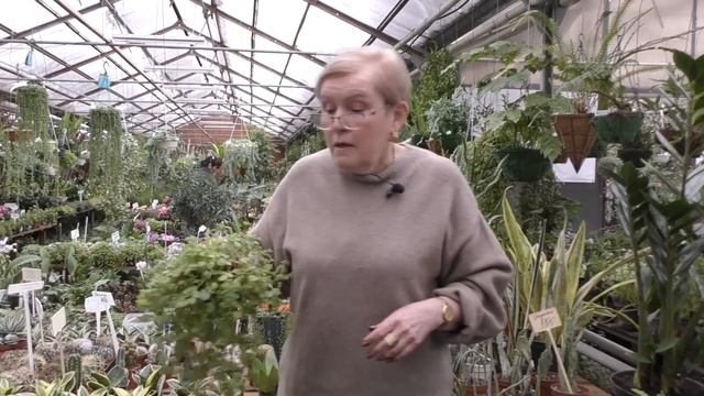 Размножение растений(замиокулькас) Сансевиерия - размножении с сохранением жёлтых полос на листе.