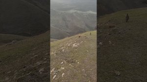 Чуча кабки шикори фуруши 555590767 25 12 2022 с 20:20