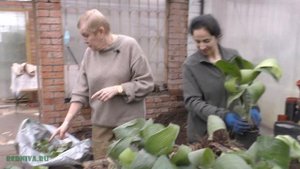 Пелиосантес (Peliosanthes) (Деление) и Аспидистра