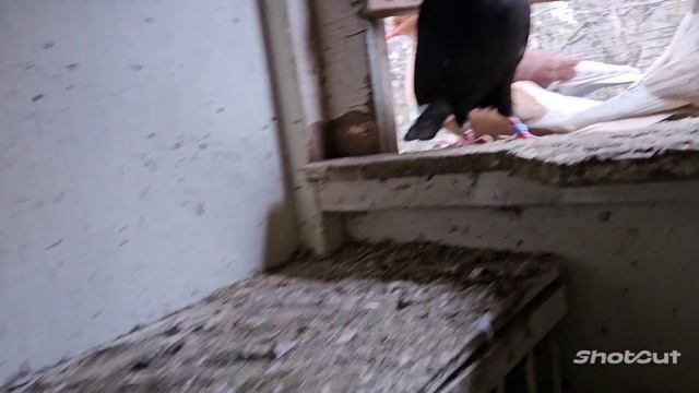 #голуби #хорошеенастроение #иммиграция #США  Ястреб откопал!