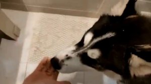 лизательный коврик для приучения щенка к ванной / Lick Mat Silicone for husky puppy in bathroom