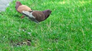 #Голуби -танец.