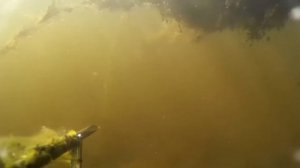 Раскаты Волги в Астраханской области: погоня за сазаном на подводной охоте