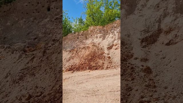 Жители Каменищенского карьера в Нижегородской области 🐦 ЖК для ласточек😁 🏙 Россия 🇷🇺 #природа