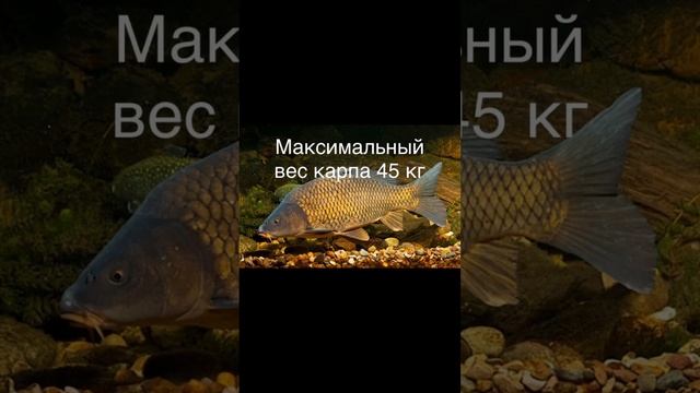 Факты о карпе 🐟.#рыбалка #карп смотреть онлайн
