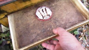 октябрь на пасеке - сколько клеща Варроа нарастил июньский отводок пчел